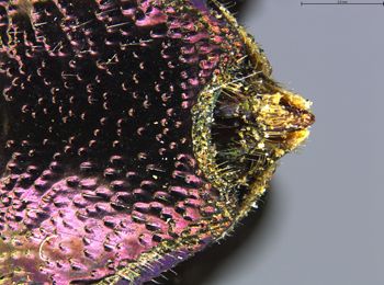 Media type: image;   Entomology 732217 Aspect: abdomen ventral view